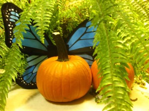 Pumpkin Butterfly