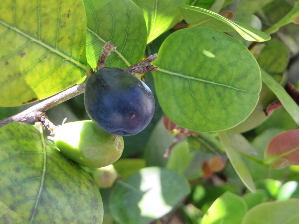 Cocoa Plums Culturally Caribbean